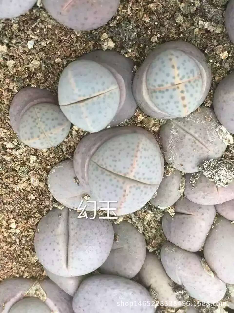 春游红门学消防‘星空体育官网’(图1) 星空体育官网